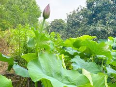 -塘栖枇杷特色园区