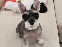 -宠物梦想家(日月豪庭店)