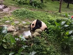 -都江堰中华大熊猫苑