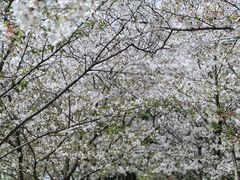 -香雪海