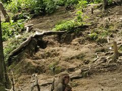 -黔灵山公园
