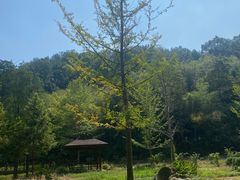 -素山寺森林公园