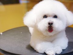 -Pets First伊珊娜洗护·精致美容·家庭式寄养(新会路店)