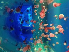 -左海海底世界