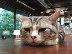 -咖法森林·咖啡  酒吧(天河店)