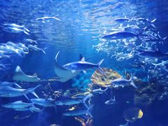 -华夏文旅海洋公园