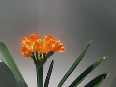 -北京植物园-展览温室