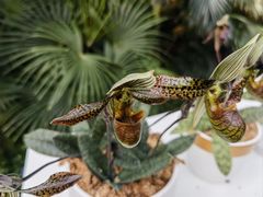 -北京植物园-展览温室