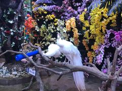 -正佳雨林生态植物园