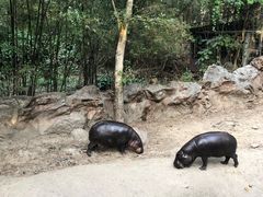 -清迈夜间动物园