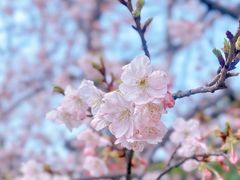 -顾村公园