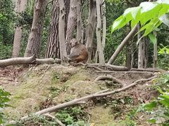 -黔灵山公园