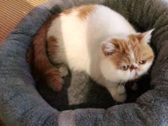 -喵屿·大理花园猫咖