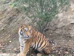 -栾川竹海野生动物园