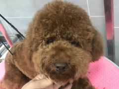 -宠福鑫康馨动物医院·骨科·眼科