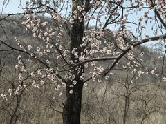 -白水寺森林公园