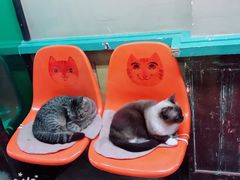 -猫咪博物馆(顶澳仔猫街店)