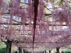 -嘉定紫藤园