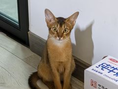 -猫大福·Fortune Cat猫舍(百子湾店)