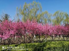 -大兴滨河森林公园