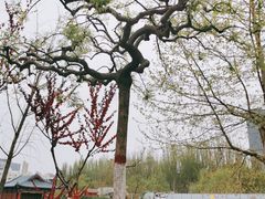 -雁滩公园