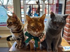 -猫小院猫主题餐厅(南锣旗舰店)