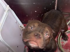 -利又安动物医院··老年病·猫科犬科·中兽医