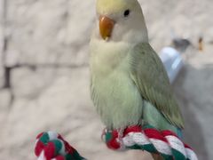 -吉丁鸟咖·异宠·寄养