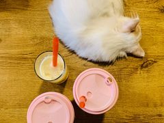 -平行世界·猫咖(首经贸店)