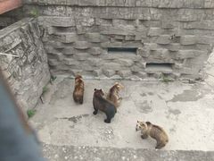 -哈尔滨北方森林动物园