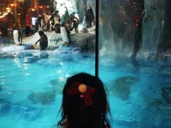 -帝企鹅自助餐厅•儿童岛•真企鹅(长隆企鹅酒店)