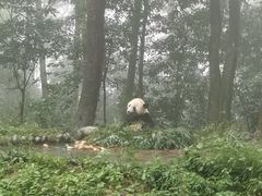 -中国大熊猫保护研究中心雅安碧峰峡基地