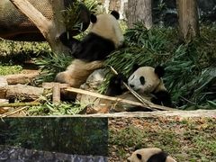 -都江堰中华大熊猫苑
