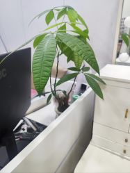 点击看大图 -美兮美学·日式艺术美甲美睫
