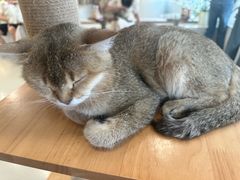 -共舞时光猫咖·狗咖(新街口店)