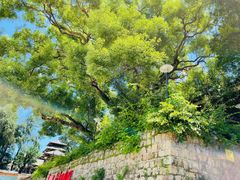 -横琴蚝苑·地道农家菜