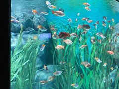 -上海海洋水族馆