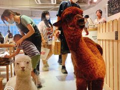 -Heymao猫咖.咖啡厅(东门店)