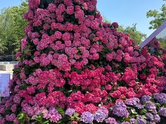 -荷兰花海