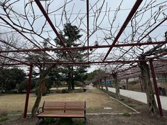 -嘉定紫藤园