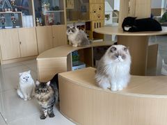 -鼓捣猫呢主题猫咖店