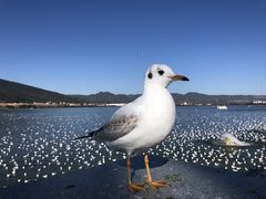 -海埂大坝