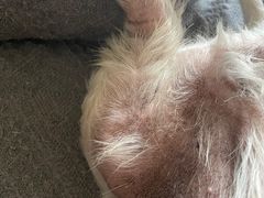 -美联众合动物医院·24h转诊中心