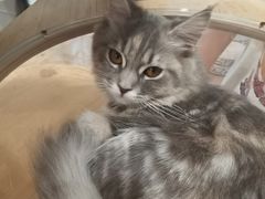 -楼上猫咖(罗湖店)