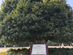 -灵谷景区
