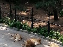 -大连森林动物园