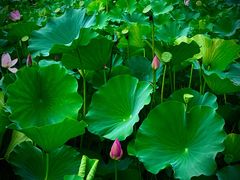 -保定东湖公园(莲池区)