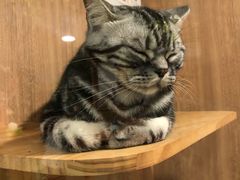 -藦茜花园宠物主题亲子互动体验馆(国顺东路店)