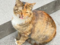 -西园寺素食(西园弄戒幢律寺店)