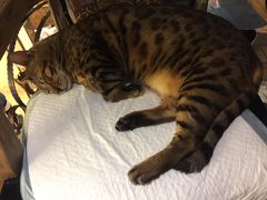 -more than meow吴止猫主题餐厅(承德 中船汇店)